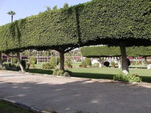 301866057 1283085252433185 7567193044814740089 n تعرف علي أقدم حديقة في العالم.. هل تختفي؟!