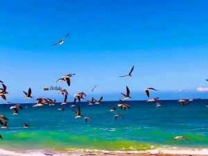IMG 20220826 WA0039 "هرجيســـــــــــــــــــــــــا" مدينة تضىء سواحل الصومال علي المحيط الهندي 