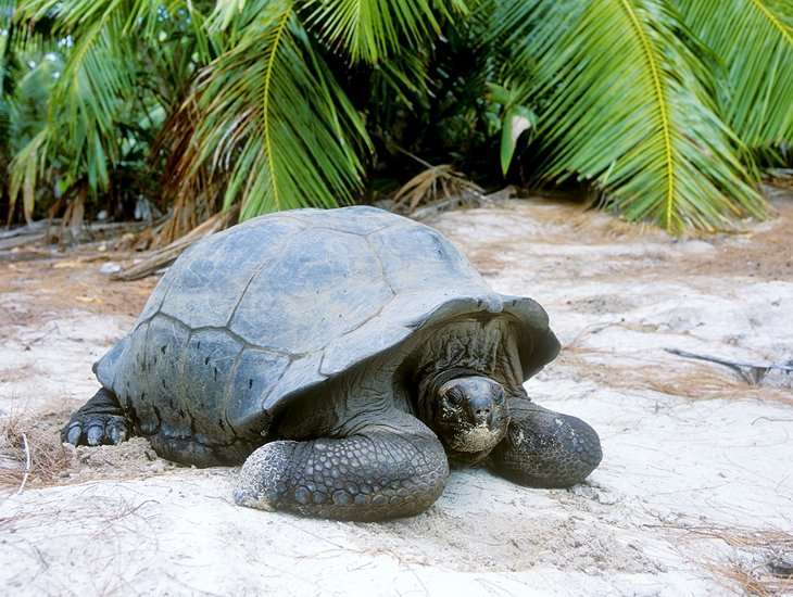 seychelles curieuse island سيشل.. تعافي في السياحة الوافدة والأرقام حتي أغسطس تتجاوز اعداد 2021