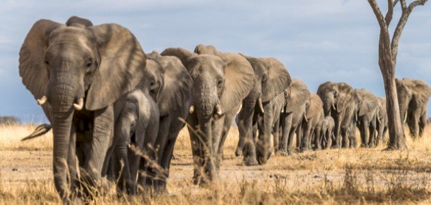 عامة عن حيوان الفيل إفريقيا.. تحتفل باليوم العالمي للـ "الفيل"وتفخر بإمتلاكها 415 ألف حيوان منه