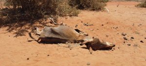 FbxsbV2WAAEs1sR الأمم المتحدة تطلق التحذير الاخير .. الصومال علي شفا المجاعة 