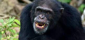 download 3 1 كوناكري..مراسم دفن رسمية للشمبانزي"فانا" في غينيا