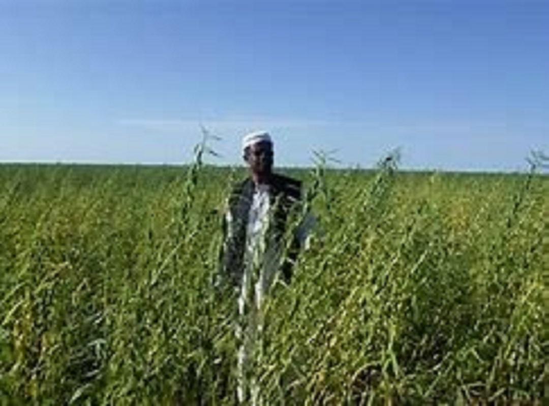 السودان .. انخفاض صادرات السمسم السوداني