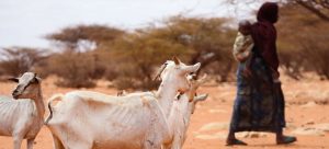 image1170x530cropped 3 الجوع " يفتك " بأطفال الصومال .. ومنظمات دولية تطلق نداءات استغاثة