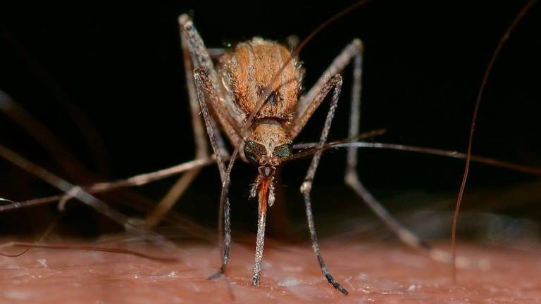 insects 820484 960 720 241 570559 20221102182527 دراسة حديثة: نوعاً جديداً من الباعوض القادم من أسيا متهم بنقل الملاريا لإفريقيا