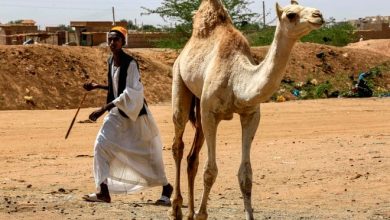 1108976 1905787039 1 السودان .. إثيوبيا تسلم السلطات السودانية إبل نهبتها ميليشيات إثيوبية مسلحة