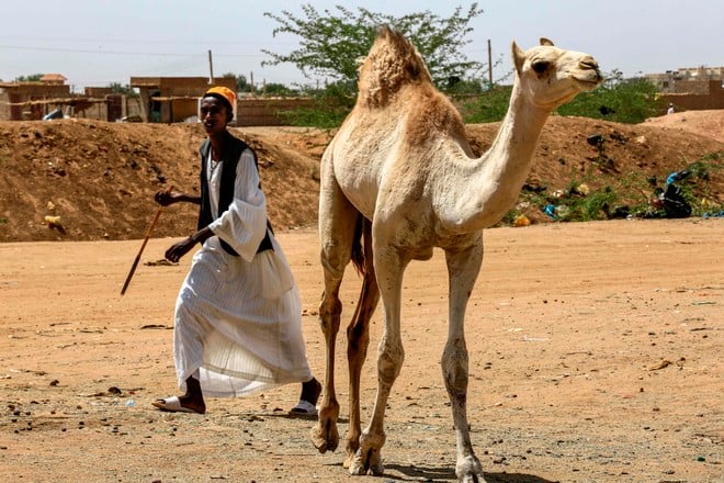 1108976 1905787039 1 السودان .. إثيوبيا تسلم السلطات السودانية إبل نهبتها ميليشيات إثيوبية مسلحة