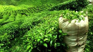 images 6 4 يوفر 7 مليارات دولار.. مطالب برلمانية بزراعة الشاي في مصر