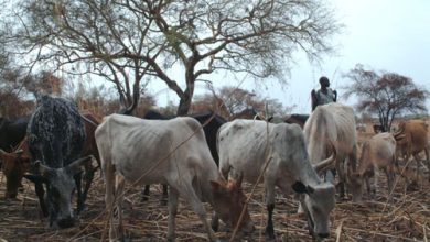 sudan ecosec 2011 05 04 nr 1 بروتوكول لحرية تنقل الماشية بين 8 دول أعضاء منظمة الايجاد