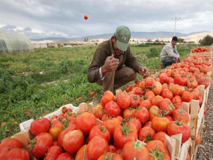 زراعية "فيتش": صادرات مصر الزراعية تحقق أرقامًا قياسية