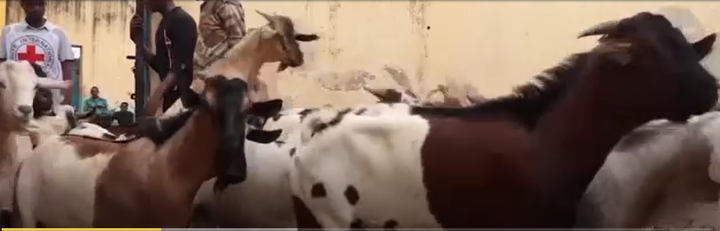 الصومال.. ماعز وتمر وحليب وسكر هدية الصليب الأحمر للسجناء في رمضان 1 Screenshot 2023 03 27 020116 الصومال.. ماعز وتمر وحليب وسكر هدية الصليب الأحمر للسجناء في رمضان