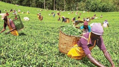 الشاي في كينيا كينيا .. تنفيذ برنامج بقيمة 250 مليون دولار لزيادة إنتاجها الزراعي