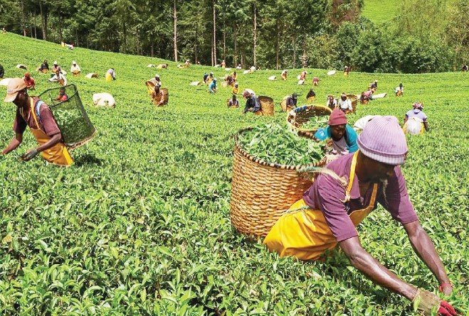 الشاي في كينيا البنك الدولي: كينيا قد تخسر ما يصل إلى 7.25% من ناتجها المحلي بسبب التغيرات المناخية