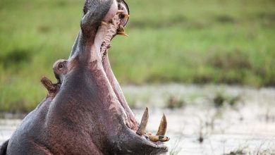 Luangwa River Hippo open mouth في حادث مأساوي بمالاوي .. « السيد قشطة » يتسبب في غرق 20 شخصا اصطدم بقاربهم