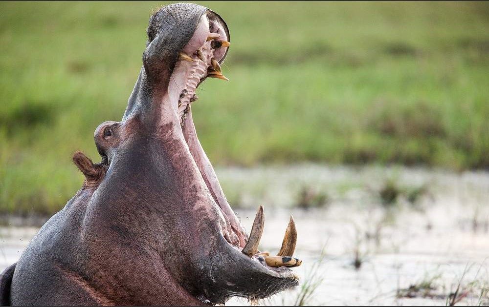 Luangwa River Hippo open mouth في حادث مأساوي بمالاوي .. « السيد قشطة » يتسبب في غرق 20 شخصا اصطدم بقاربهم