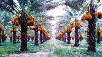 مزرعة تمور في مصر موسوعة جينيس:مصر تحطم الرقم القياسي بأكبر مزرعة نخيل تمور وحوض سحب مياه في العالم