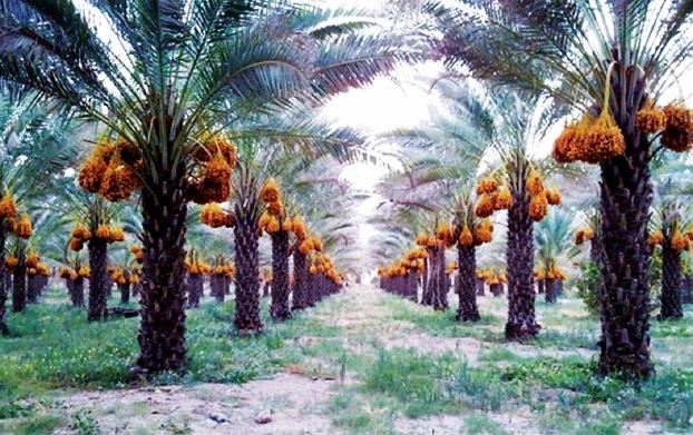 مزرعة تمور في مصر موسوعة جينيس:مصر تحطم الرقم القياسي بأكبر مزرعة نخيل تمور وحوض سحب مياه في العالم