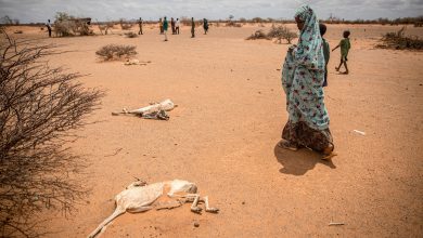 في منطقة القرن الأفريقي "أسوشيتيد برس": موجات الجفاف تركت الملايين في الجنوب الإفريقي في جوع حاد