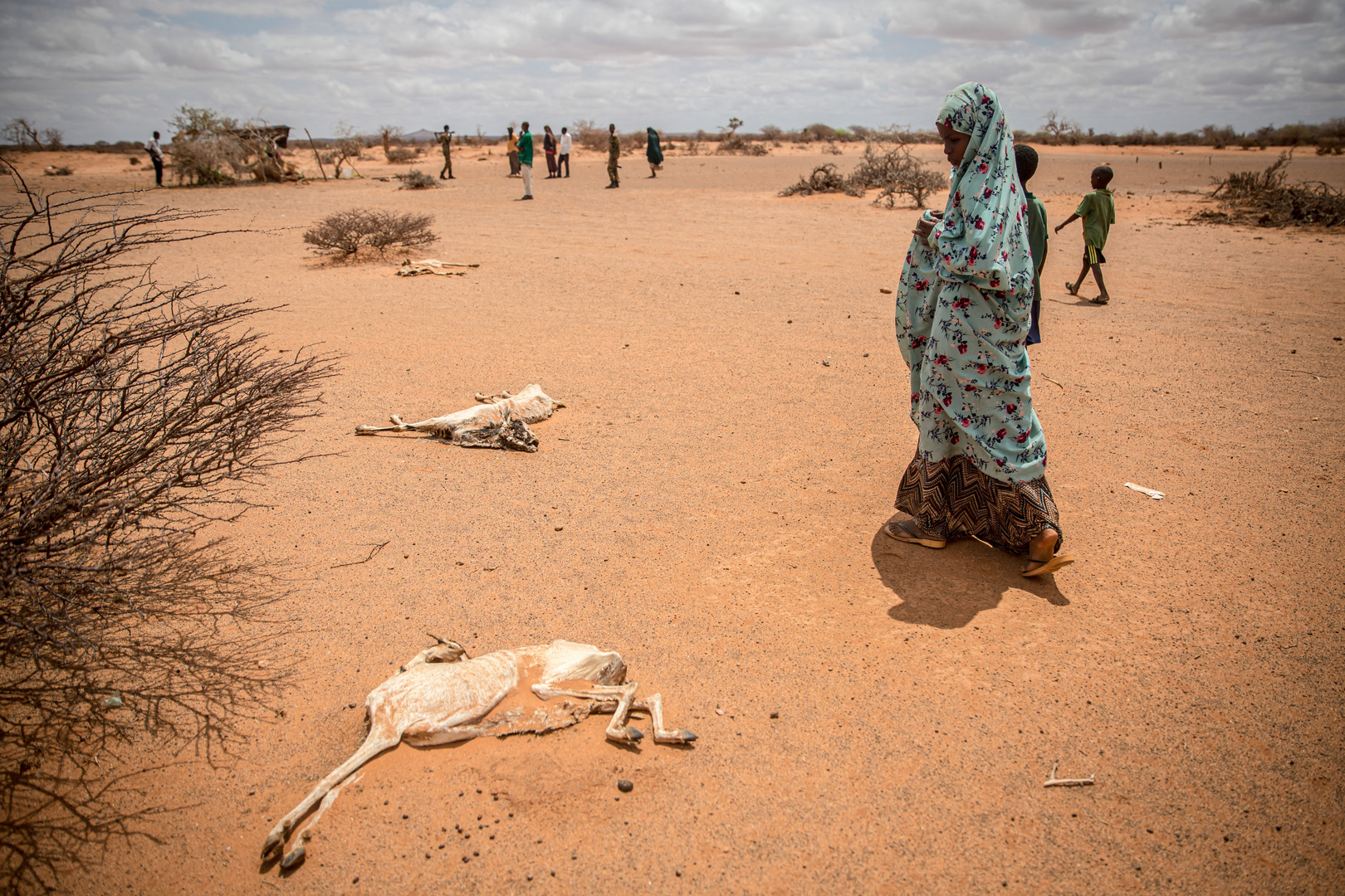 في منطقة القرن الأفريقي الجوع يضرب دول الجنوب الأفريقي .. و زيمبابوي تعلن الجفاف كارثة وطنية
