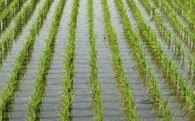 الأرز الكاميرون تعتمد خطة استراتيجية لرفع إنتاجها من الأرز