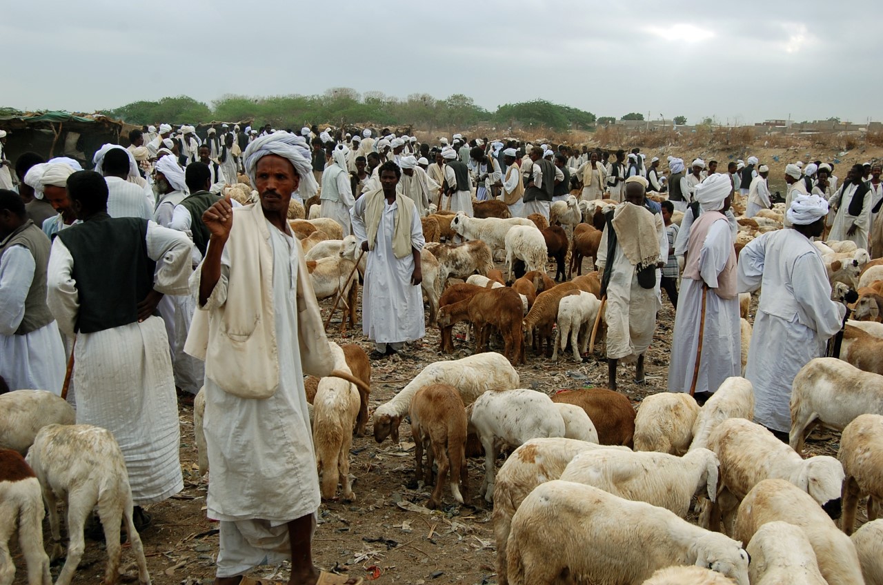 573321 1573896422 الحرب تحرم السودانيين من خروف العيد