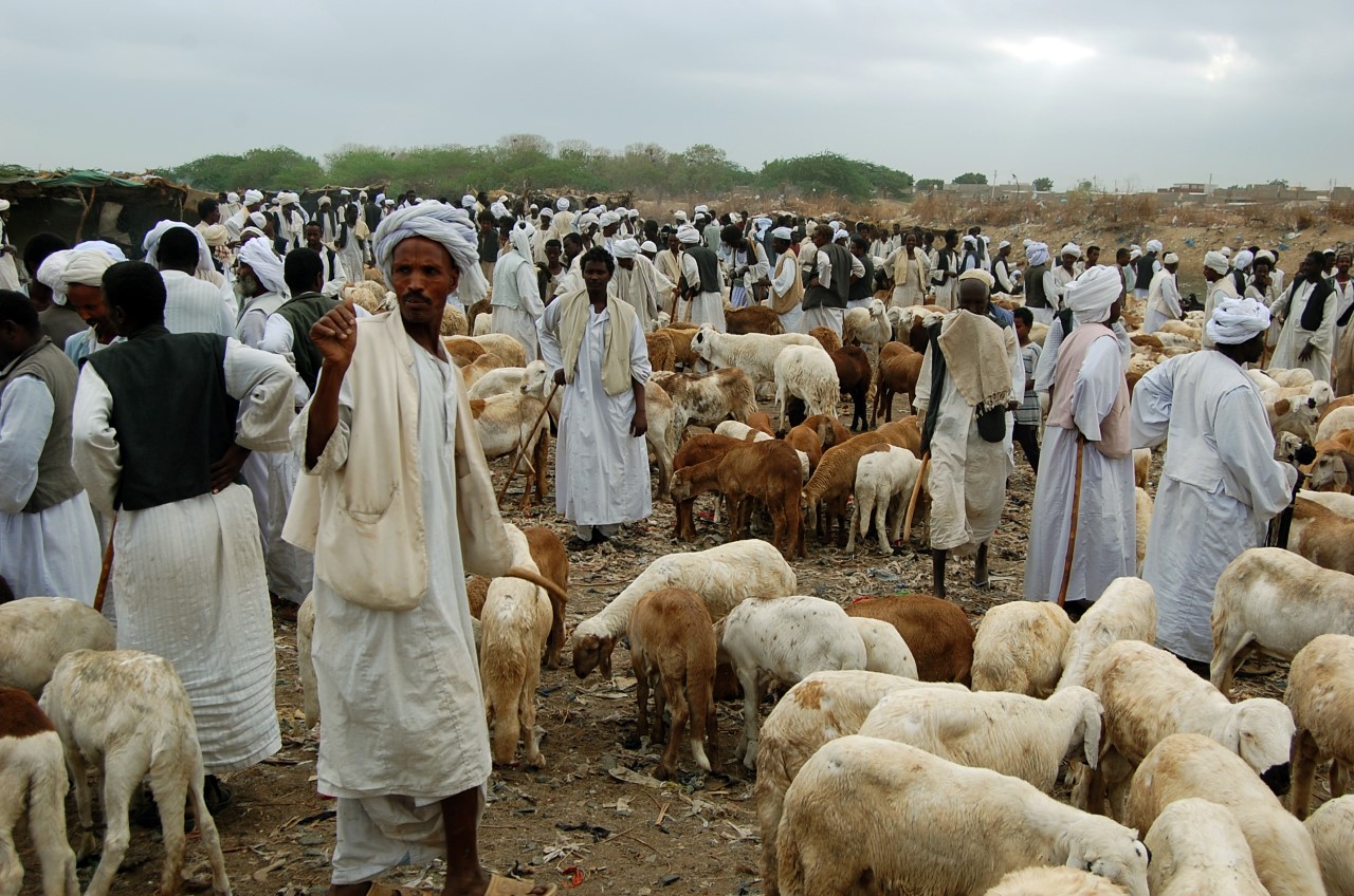 الحرب تحرم السودانيين من خروف العيد 1 573321 1573896422 الحرب تحرم السودانيين من خروف العيد