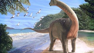 Mansourasaurus مصر .. منح مركز جامعة المنصورة للحفريات الفقارية جائزة روبرت لين كارول الأمريكية