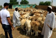 خراف برنامج الأغذية العالمي يخفض المساعدات الغذائية للسودان مع تفاقم أزمة المجاعة