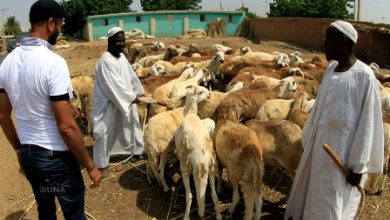 برنامج الأغذية العالمي يخفض المساعدات الغذائية للسودان مع تفاقم أزمة المجاعة 3 خراف برنامج الأغذية العالمي يخفض المساعدات الغذائية للسودان مع تفاقم أزمة المجاعة