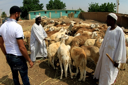خراف الحرب تحرم السودانيين من خروف العيد