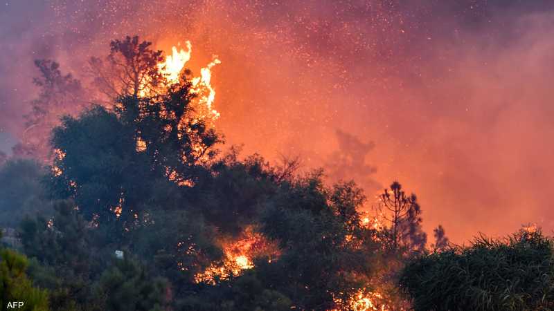 1 1639998 الجزائر.. ارتفاع عدد ضحايا حرائق الغابات إلى 34 قتيلا 