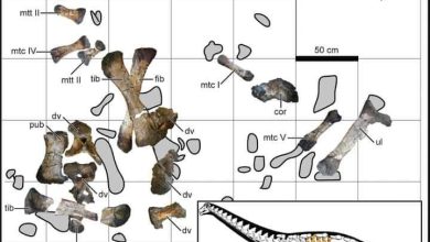 » سيد الواحة » .. اكتشاف ديناصور جديد في صحراء مصر الغربية عاش قبل نحو 75 عاما 7 FB IMG 1690007352632  » سيد الواحة » .. اكتشاف ديناصور جديد في صحراء مصر الغربية عاش قبل نحو 75 عاما