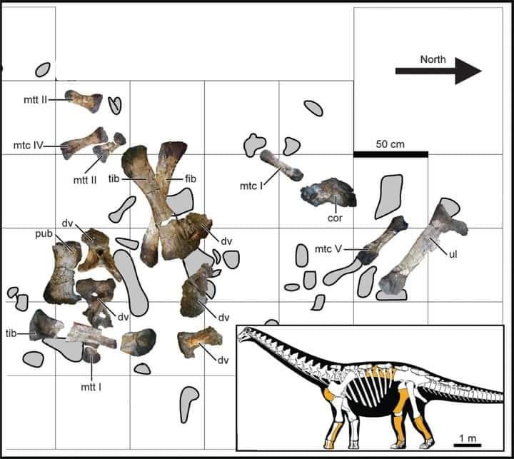 FB IMG 1690007352632  » سيد الواحة » .. اكتشاف ديناصور جديد في صحراء مصر الغربية عاش قبل نحو 75 عاما