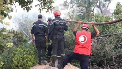الغابات في تونس تونس : السيطرة علي 20 حريقا في 7 ولايات