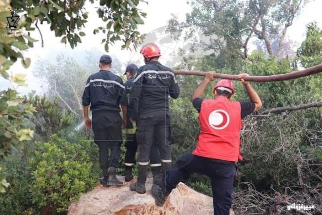 الغابات في تونس تونس .. انخفاض كبير في حرائق الغابات خلال العام الجاري