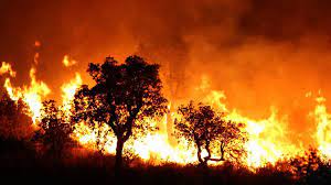 images 1 2 الجزائر ... اندلاع حريق في غابات منطقة عش الباز ببولمايت