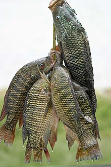 كوت ديفوار: " الفاو"تدعم إنتاج سلالة بلطي محلية محسنة 1 220px Fresh tilapia كوت ديفوار: " الفاو"تدعم إنتاج سلالة بلطي محلية محسنة