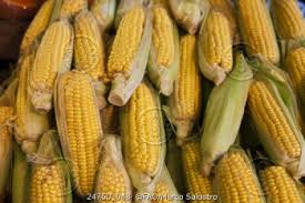 telechargement 1 11 زامبيا : تحظر تصدير الذرة لحماية الأمن الغذائي في البلاد