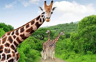 OIP وجهات سياحية أفريقية عليك زيارتها في عام 2024