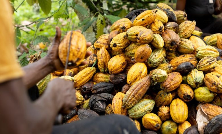 محصول الكاكاو صورة نقلا عن بلومبرج أزمة جديدة في سوق الكاكاو العالمي: تراجع إنتاج كوت ديفوار للعام الثالث يهدّد إمدادات الشيكولاتة ويرفع الأسعار