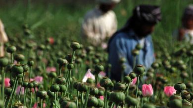 الأمم المتحدة: تجارة الكوكايين في منطقة الساحل تصل إلي 1466 كيلو جرام في السنة 2 dsc 2606 mr الأمم المتحدة: تجارة الكوكايين في منطقة الساحل تصل إلي 1466 كيلو جرام في السنة