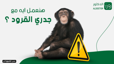 الكونغو الديمقراطية: اكتشاف سلالة جديدة من جدري القرود 3 جدري القرود الكونغو الديمقراطية: اكتشاف سلالة جديدة من جدري القرود