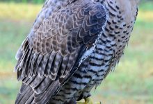 Barbary Falcon at Royal Gauntlet Birds of Prey الشهيانة: ماذا تعرف عنها؟ وكم تبلغ سرعتها؟ وماذا تسمي في إفريقيا والأمريكتين ؟