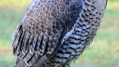 Barbary Falcon at Royal Gauntlet Birds of Prey الشهيانة: ماذا تعرف عنها؟ وكم تبلغ سرعتها؟ وماذا تسمي في إفريقيا والأمريكتين ؟