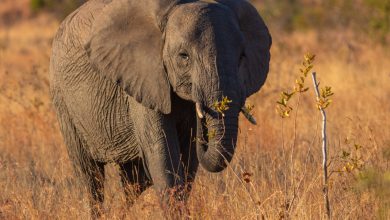 زامبيا .. مقتل سائحة أمريكية دهسا تحت أقدام فيل 5 Screenshot ٢٠٢٤ ٠٦ ٢٢ ٠٠ ٥٢ ٢٩ ٣٨ 99c04817c0de5652397fc8b56c3b3817 زامبيا .. مقتل سائحة أمريكية دهسا تحت أقدام فيل