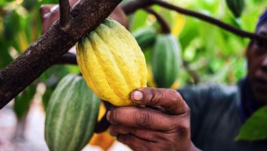 مقهى الكاكاو في ساحل العاج يوقف مؤقتا تصدير المنتج 9 cocoafarming1 1 800x533 1 مقهى الكاكاو في ساحل العاج يوقف مؤقتا تصدير المنتج