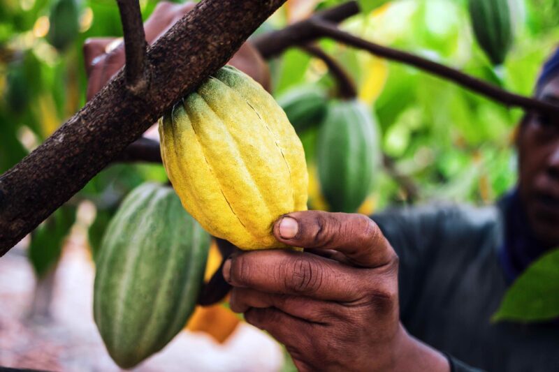 مقهى الكاكاو في ساحل العاج يوقف مؤقتا تصدير المنتج 1 cocoafarming1 1 800x533 1 مقهى الكاكاو في ساحل العاج يوقف مؤقتا تصدير المنتج
