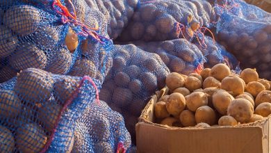 مصر... نقيب الفلاحين يتصدر الترند بسبب تصريحاته عن البطاطس 6 نقيب الفلاحين