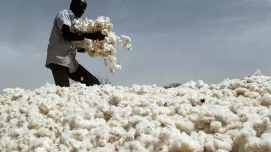 24% زيادة في إنتاج القطن بمنطقة الفرنك الإفريقي 10 انتاج القطن 24% زيادة في إنتاج القطن بمنطقة الفرنك الإفريقي