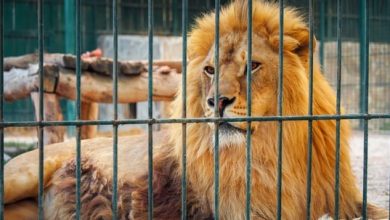 نيجيريا .. أسد يقتل حارسه في حديقة حيوان 2 3a0a28ae 3c1c 457b b5c9 558e4feba9cf نيجيريا .. أسد يقتل حارسه في حديقة حيوان